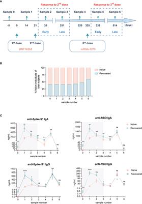 mRNA-1273 boost after BNT162b2 vaccination generates comparable SARS-CoV-2-specific functional responses in naïve and COVID-19-recovered individuals